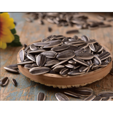 New Production Of Sunflower Seeds 361 For Export